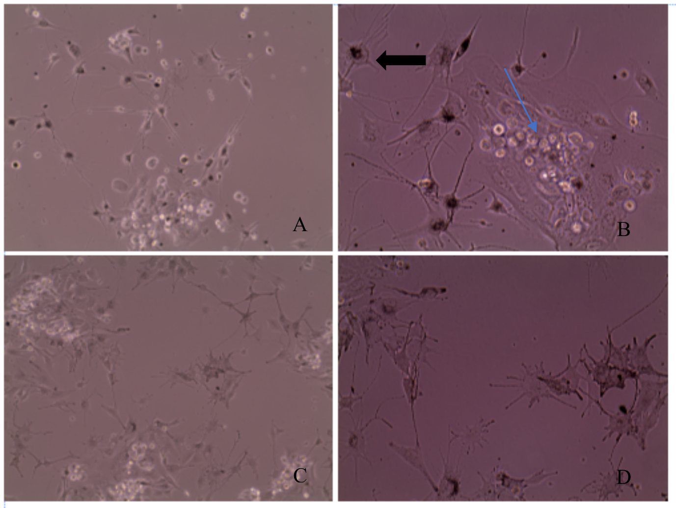 Oral mucosa melanocyte culture, day 6, 20x and 40x.